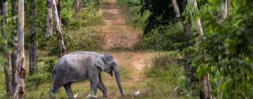 The Pineapple and the Pachyderm: How a Thai Community is Turning Conflict into Coexistence